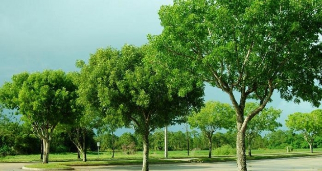 Kulit Kayu (pokok) Bunga Tanjung Sembuhkan Amandel