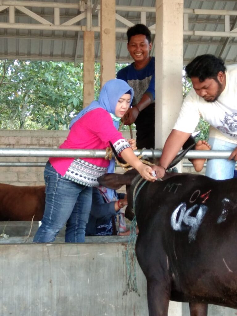 Ternak Sapi Ibadah Kurban di Kab Banjar Sehat