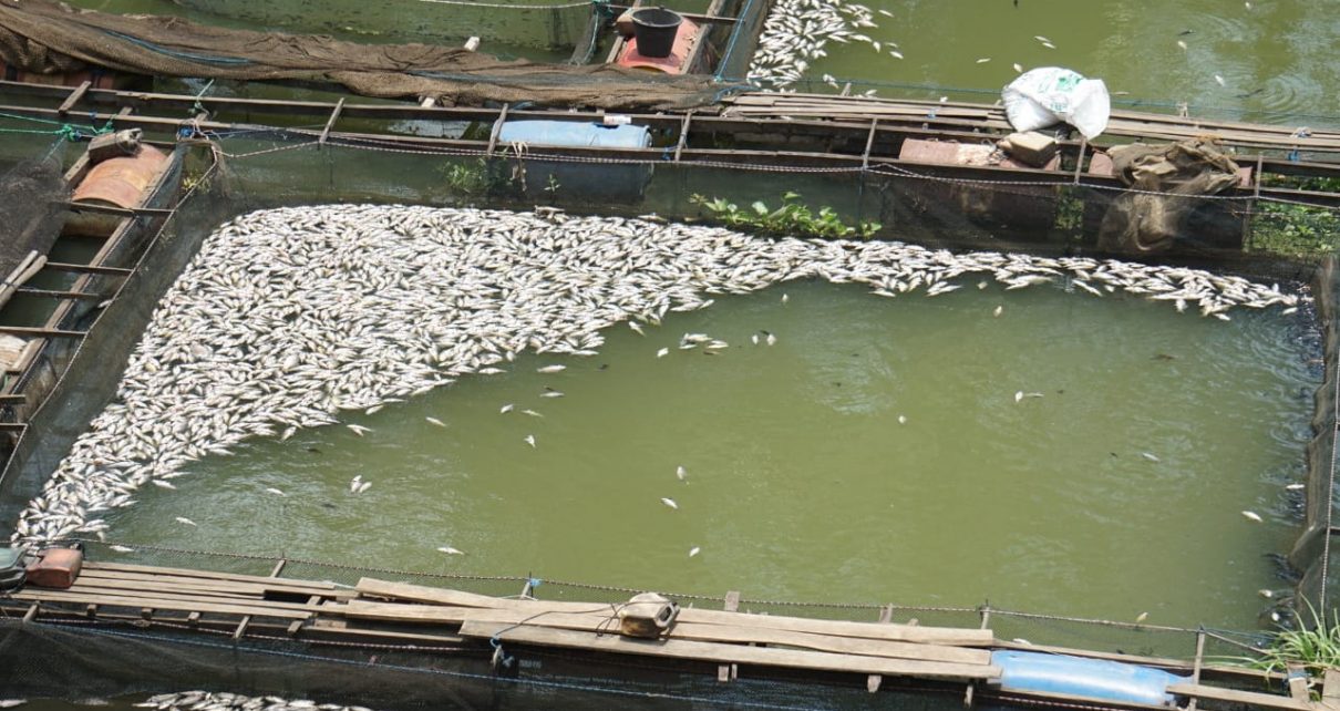 Ini Penyebab Puluhan Ton Ikan Mati di Kabupaten Banjar