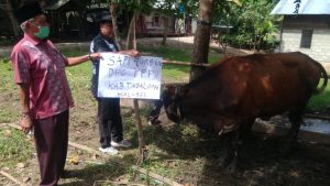 Bantuan Sapi Kurban Dari Syaifullah Tamliha