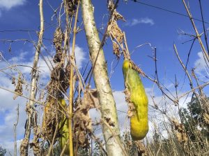 Buah Kara'i Buruk Di Puhun Tatap Kada Dijual