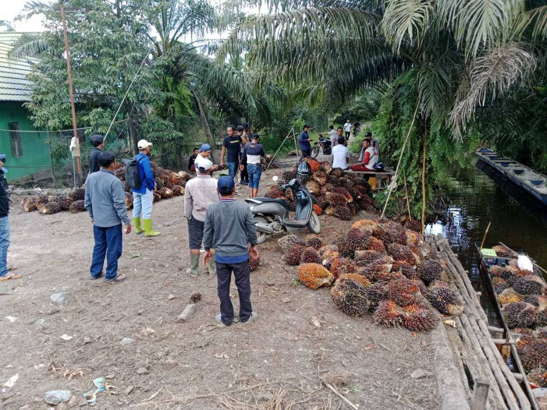 Kepala Desa Gerah, Pencurian Sawit Picu Merosotnya Investasi di Barito Kuala