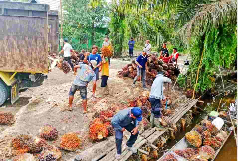 IPW Soroti Penanganan Kasus Pencurian Plasma Sawit di Batola