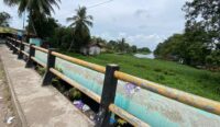 Tanaman Liar dan Eceng Gondok Menumpuk di Bawah Jembatan Pasar Sabtu Sungai Tabuk