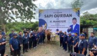 Ketua DPW NasDem Kalsel H Mansyur Bagikan 601 Ekor Sapi Kurban